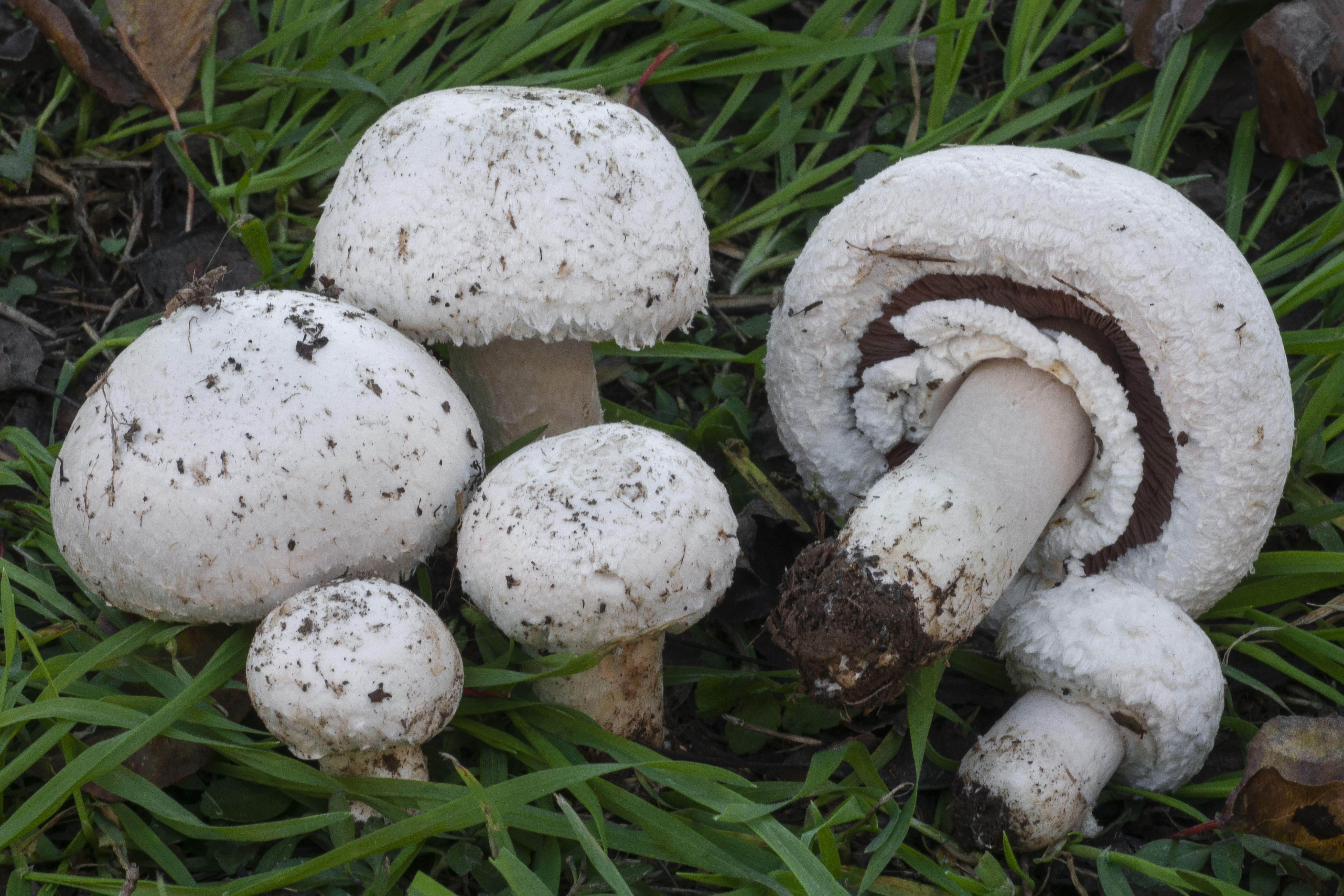 Foto Agaricus cappellii